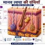 त्वचा के उपांग बाल और नाखून | human skin structure mcq hindi part 3