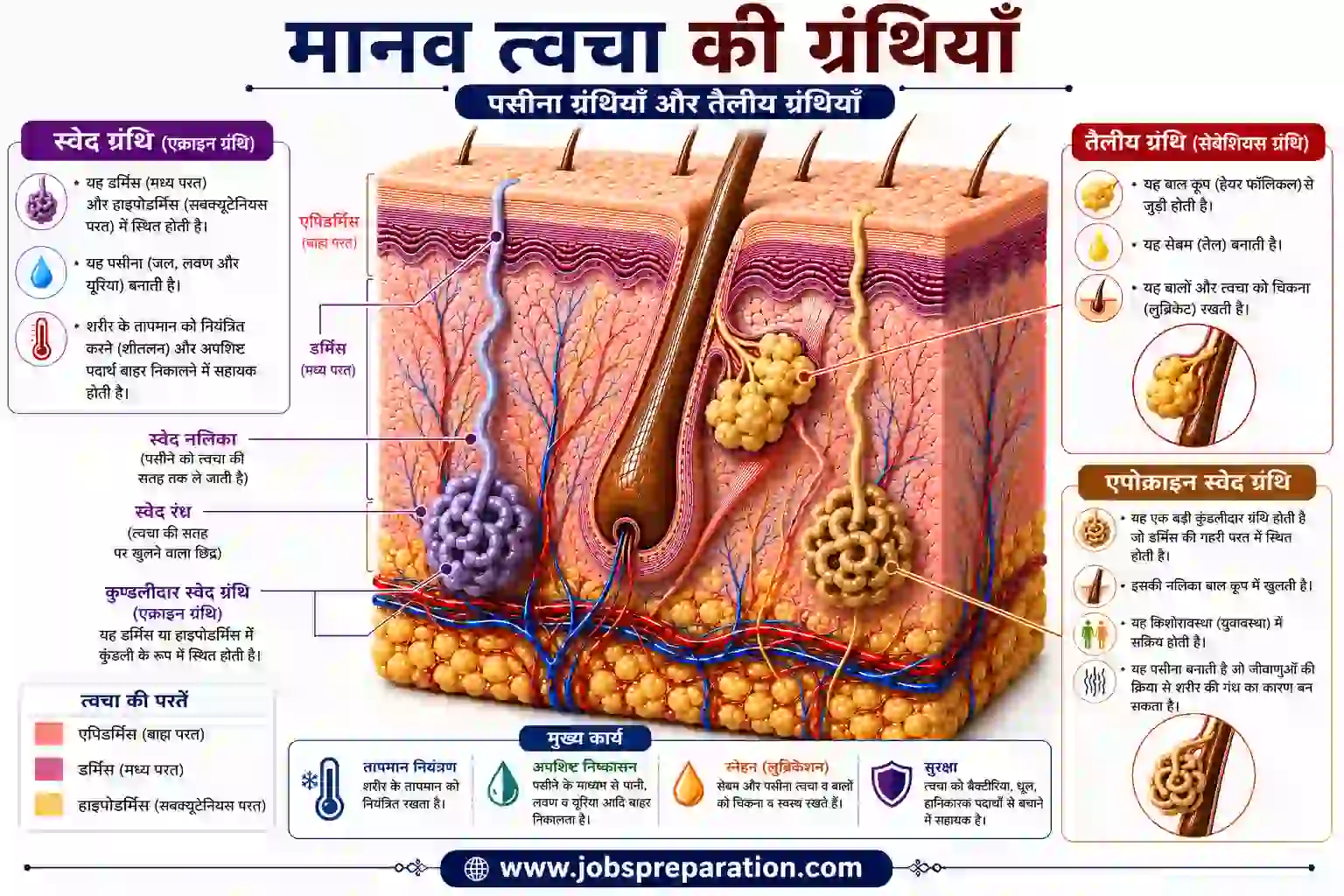 त्वचा के उपांग बाल और नाखून | human skin structure mcq hindi part 3