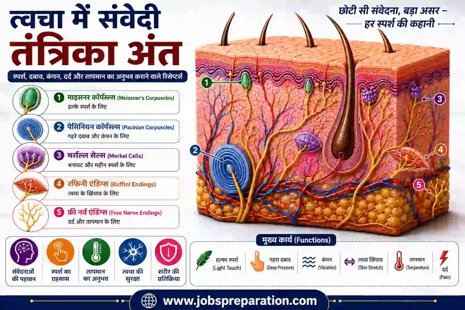 त्वचा संवेदी रिसेप्टर्स और कार्य | human skin structure mcq hindi part 5